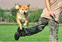 【宠物驯养】《训狗训犬视频教程》[百度网盘下载]
