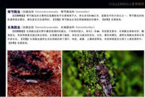 认知升级-《中国昆虫生态大图鉴》全691页电子文档合集[PDF][211.44MB][百度网盘下载]