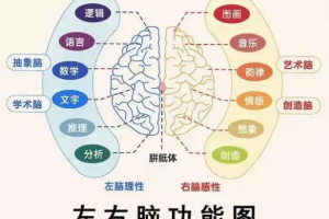 《智慧右脑》[音频合集][1.19GB][百度网盘下载]