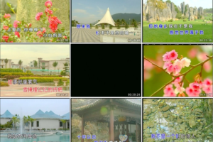 音乐专辑碟[华语群星 – 亲爱的你怎么不在我身边(天赋)][DVD_ISO][3.77G][百度网盘下载]